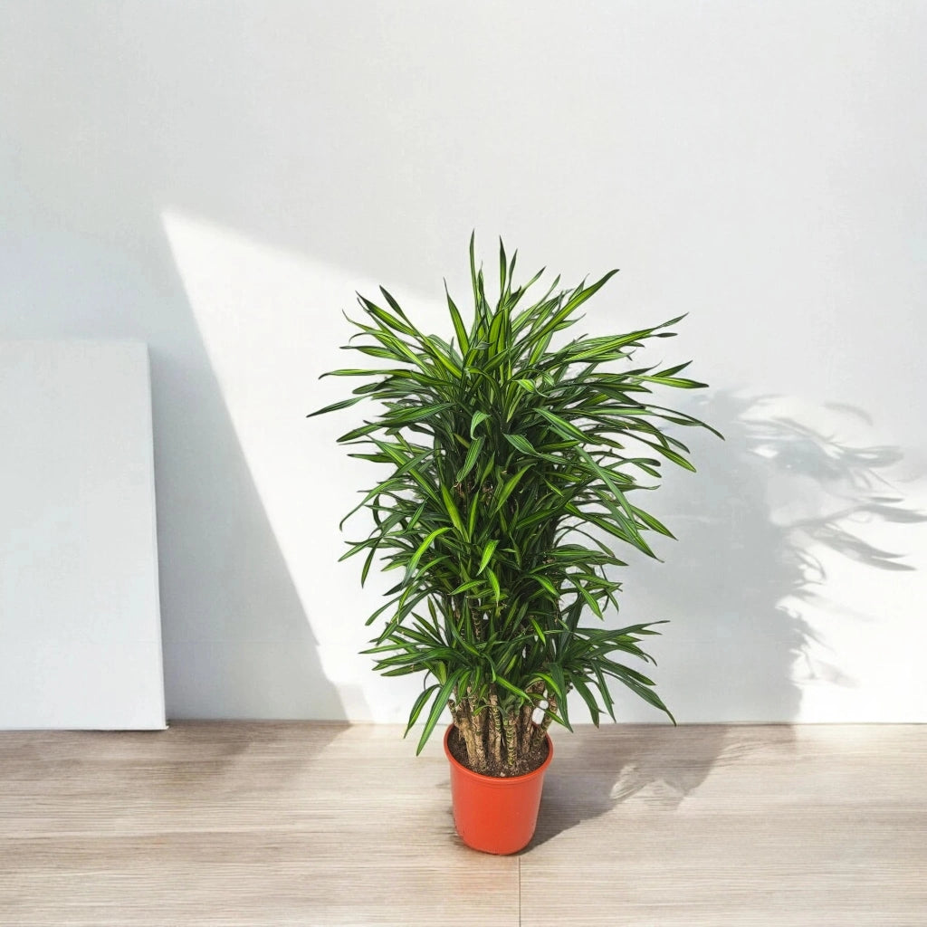 Gardenaria Dracaena fragrans 'Riki' - Pianta da interno ornamentale Altezza: 85 cm (vaso 24)