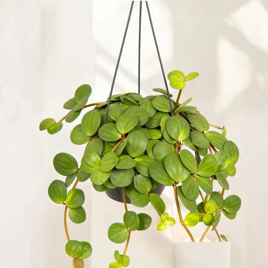 Gardenaria Peperomia tetraphylla 'Hope' - Pianta da interno ornamentale Altezza: 20 cm (vaso 14)