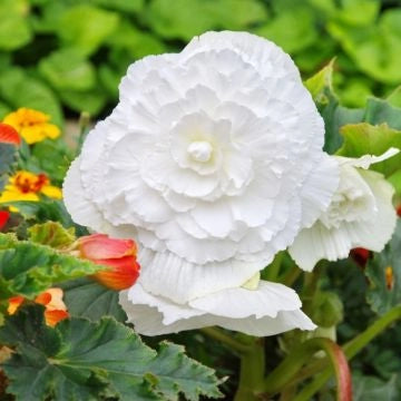 Bulbi di Begonia Bianco 5/6 – Fioritura elegante e luminosa