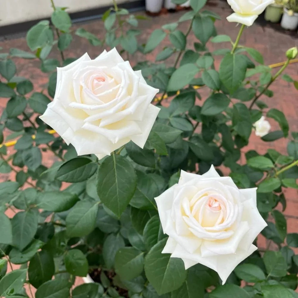 Rosa ‘Jeanne Moreau’ – Rosa bianca profumatissima a fiore grande