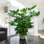 Gardenaria Fatsia japonica (Aralia) - Pianta da interno ornamentale Altezza: 70 cm (vaso 20)