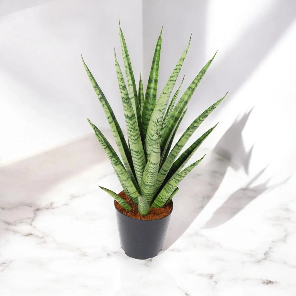 Gardenaria Sansevieria trifasciata 'Pineapple' - Pianta da interno ornamentale Altezza: 40 cm (vaso 12)