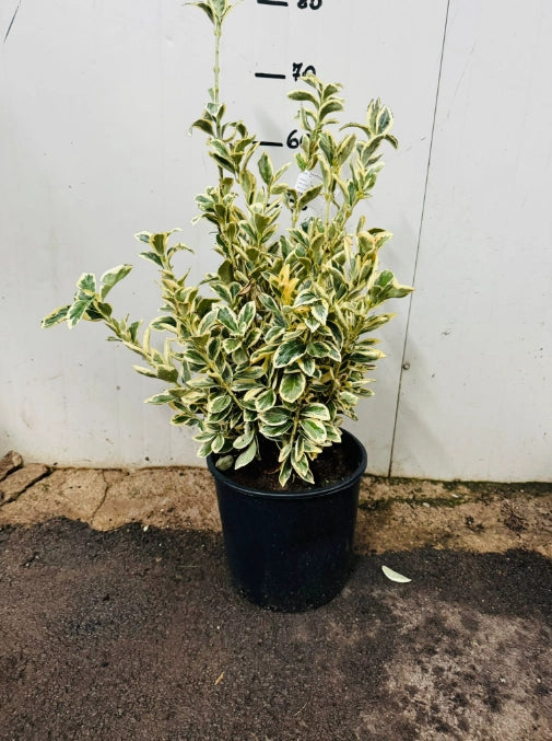 Euonymus japonicus bravo vaso 24cm foto reali