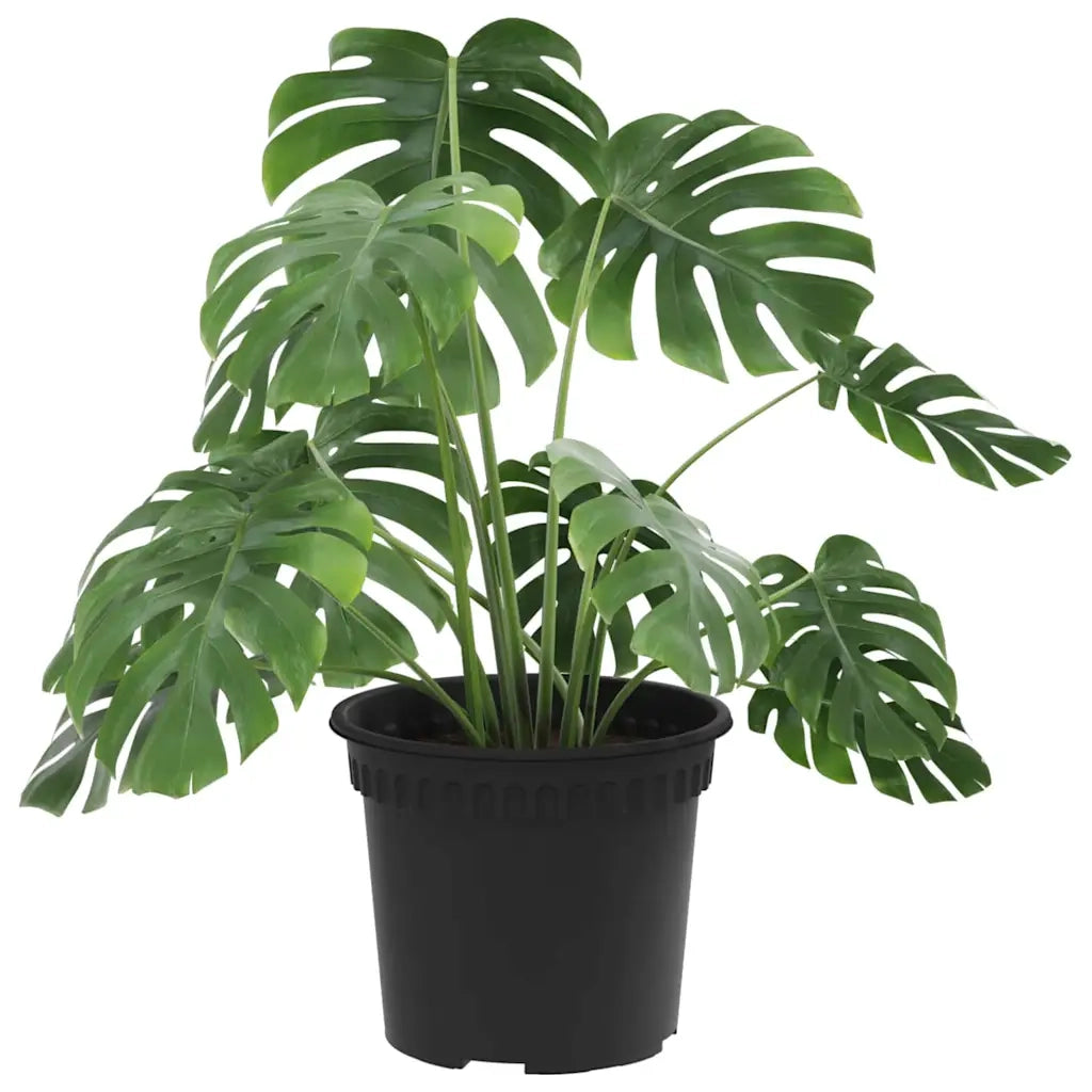 Fioriere | Cassetta per fiori | Vaso Rotondo per Fiori 24 pz Nero ? 12,5 x 10 cm Plastica