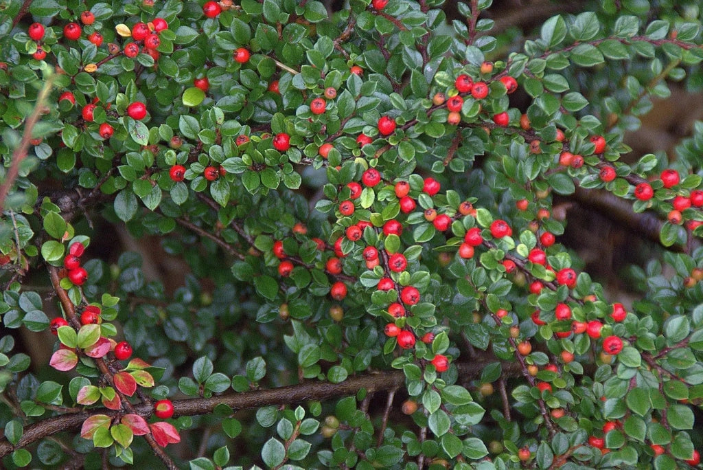 Gardenaria Cotoneaster salicifolius 'Repens' - Arbusto ornamentale da giardino Altezza: 30/35 cm (vaso19)