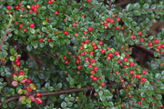 Gardenaria Cotoneaster salicifolius 'Repens' - Arbusto ornamentale da giardino Altezza: 30/35 cm (vaso19)