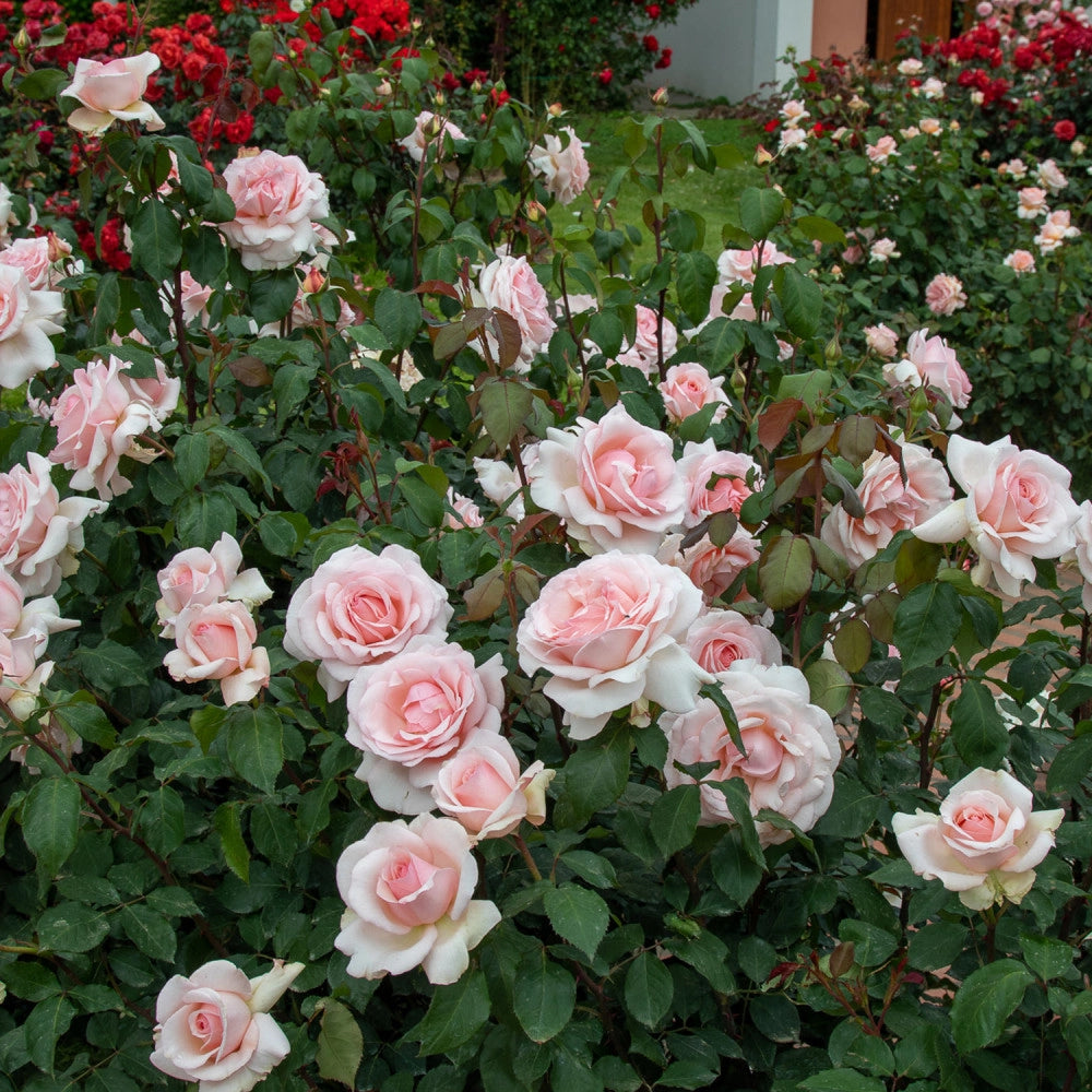 Rosa 'Roberto Capucci' - Pianta di fiore fiori Foto Reali