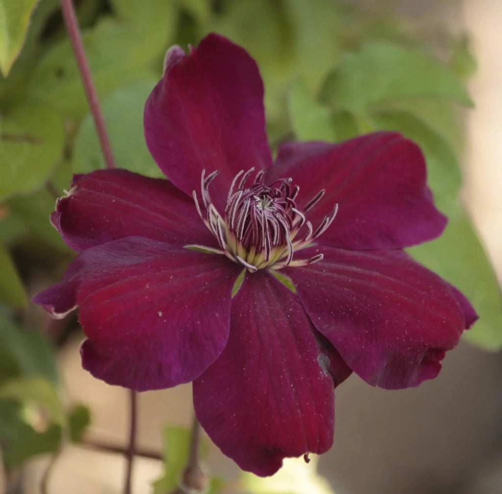 Gardenaria Clematis 'Rouge Cardinal' - Pianta rampicante ornamentale da esterno Altezza: 100/125 cm (vaso19)