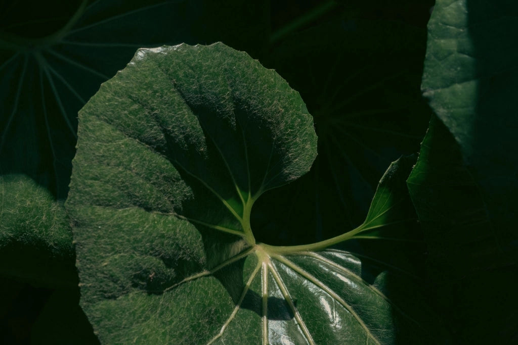 FARFUGIUM JAPONICUM (LIGULARIA) VARIEGATO VASO 24
