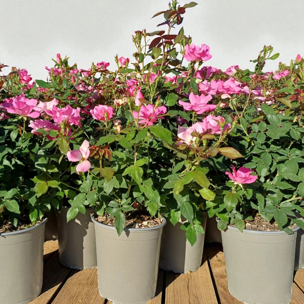 Gardenaria Rosa 'Double Pink Knock Out' Meilland - Rosa da giardino Altezza: 30/40 cm (vaso19)