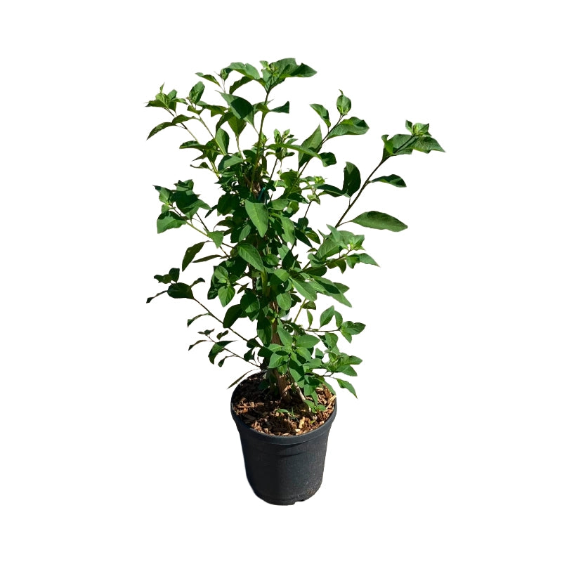 Pianta di Solanum Rantonetti GELSOMINO DEL PARAGUAY CIELO STELLATO h150 CM