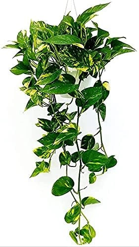 Pianta di POTHOS rampicante foglie GIGANTI Potus in vaso Basket 18 cm AMDGarden