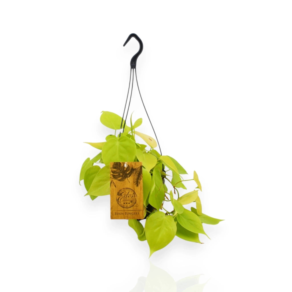 Gardenaria Philodendron micans 'Lime' - Pianta da interno ornamentale Altezza: 45 cm (vaso 15)