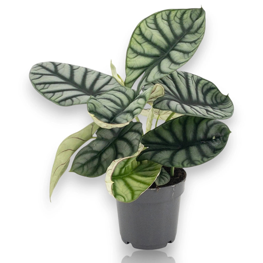 Gardenaria Alocasia 'Dragon scale' - Pianta da interno ornamentale Altezza: 30 cm (vaso 14)