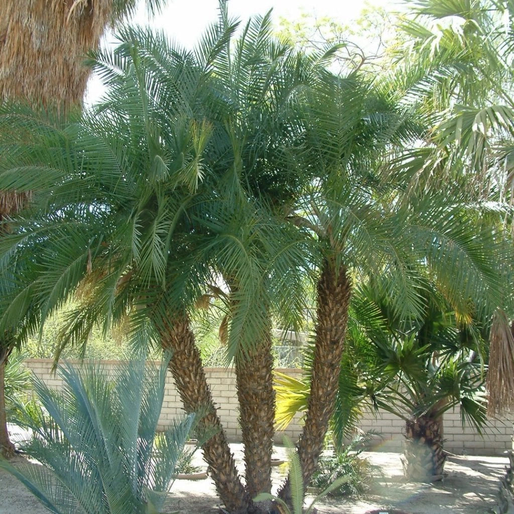 Phoenix Roebelenii V26 Robellina Palma Nana dei datteri foto reali H 150cm