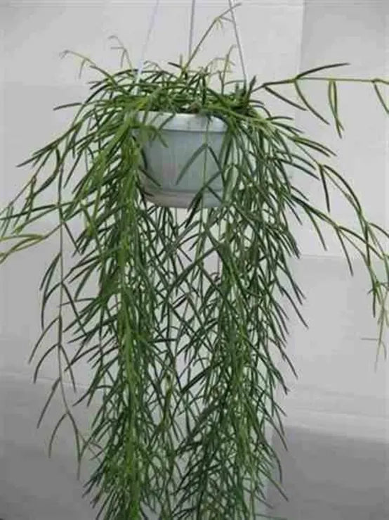 Pianta di hoya linearis basket 12 fiore di cera