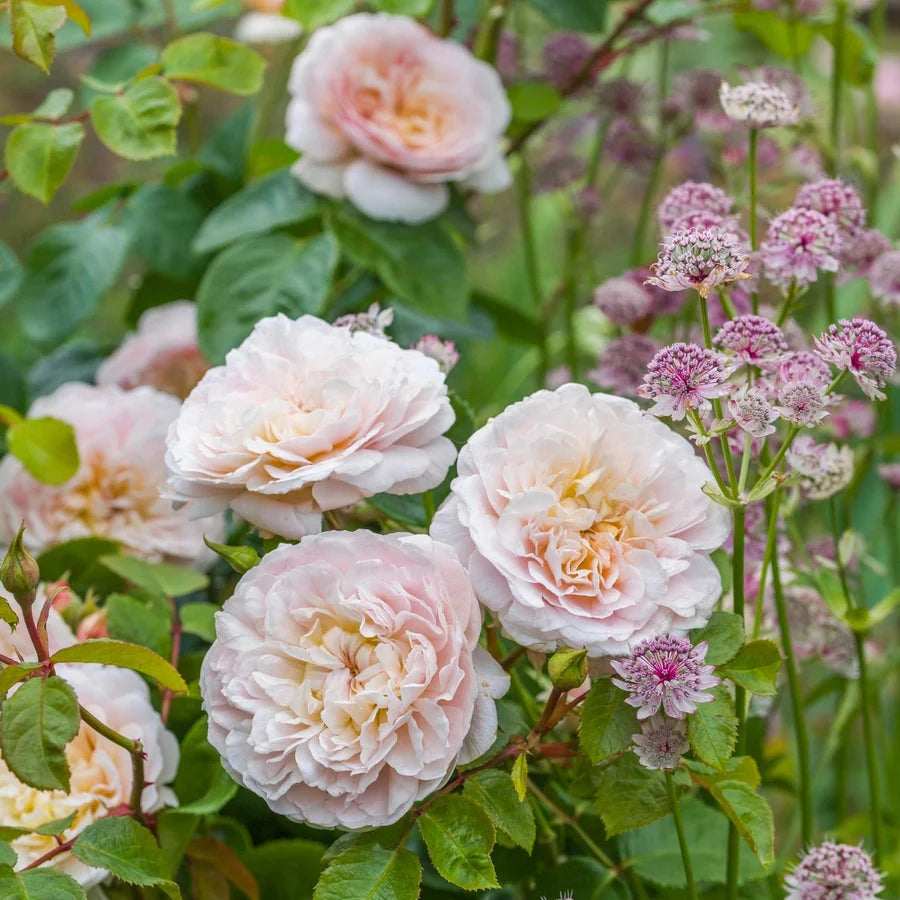 Gardenaria Rosa 'Emily Bronte' - Rosa da giardino Altezza: 40/50 cm (vaso20)