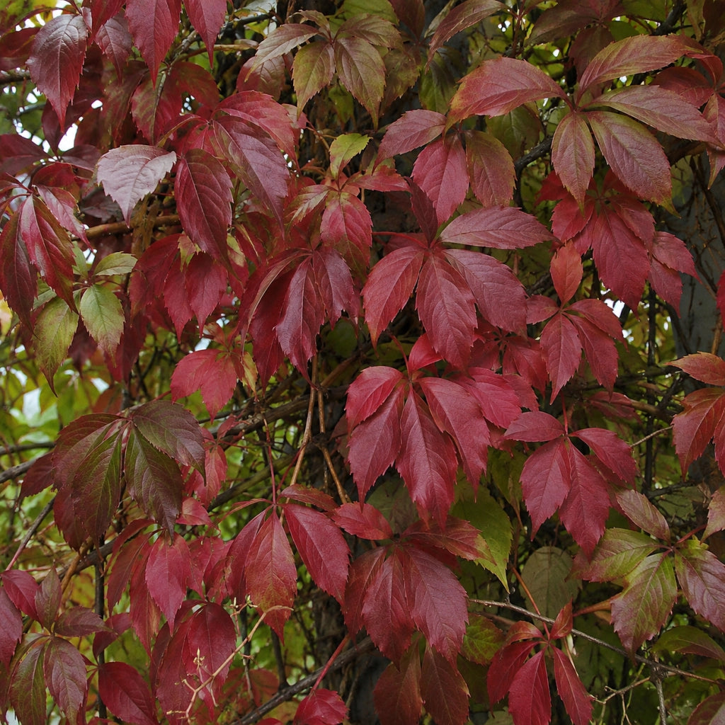 Gardenaria Parthenocissus quinquefolia 'Engelmannii' - Pianta rampicante ornamentale da esterno Altezza: 100/125 cm (vaso19)