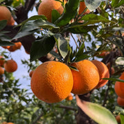 Gardenaria Arancio Dolce - Citrus sinensis - Pianta di agrume da frutto in vaso Altezza: 125/140 cm (vaso26)