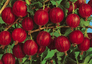 Pianta di uva spina rossa vaso 18 cm foto reali  frutti di bosco vaso 18cm