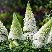 Gardenaria Buddleja davidii 'Nanho White'' - Arbusto ornamentale da giardino Altezza: 40/60 cm (vaso19)