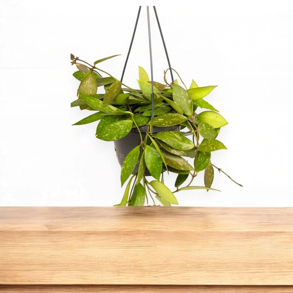 Gardenaria Hoya carnosa 'Gracilis' - Pianta da interno ornamentale Altezza: 30 cm (vaso 14)
