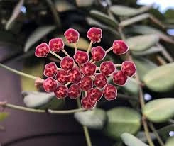 Pianta di Hoya DS 70 Hoya carnosa fiori di cera foto reali