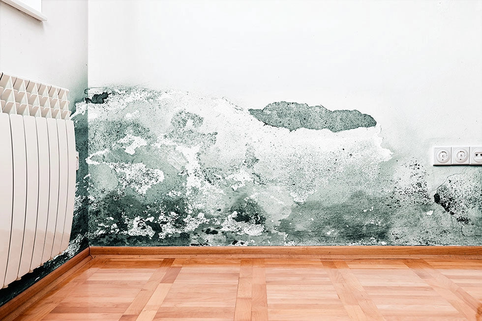 Pittura anti-umidità 4L - Previene la comparsa di macchie - - Pittura bianca interna esterna - Vernice lavabile