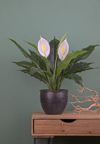 Pianta Artificiale Spathipilium con Vaso H 65 cm