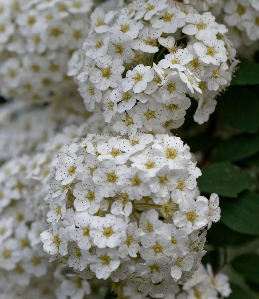 Gardenaria Spirea - Spiraea × vanhouttei - Arbusto ornamentale da giardino Altezza: 50/70 cm (vaso19)