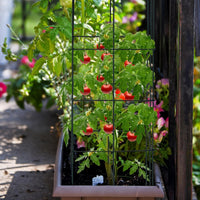 4 Pezzi di supporto per piante da giardino per uva, Supporto verticale per piante rampicanti per pomodori 40 x 40 x 100 cm-Scaffali per piante
