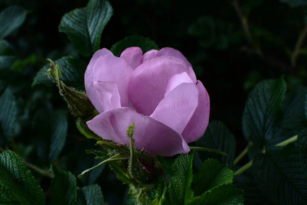 ROSA RUGOSA VASO 18