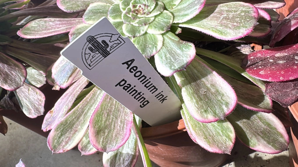Pianta Aeonium Ink Painting, foto reali