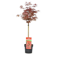 Acero Acer shaina giapponese resistente - Foglie rosse vaso 19 Pianta Foto Reali
