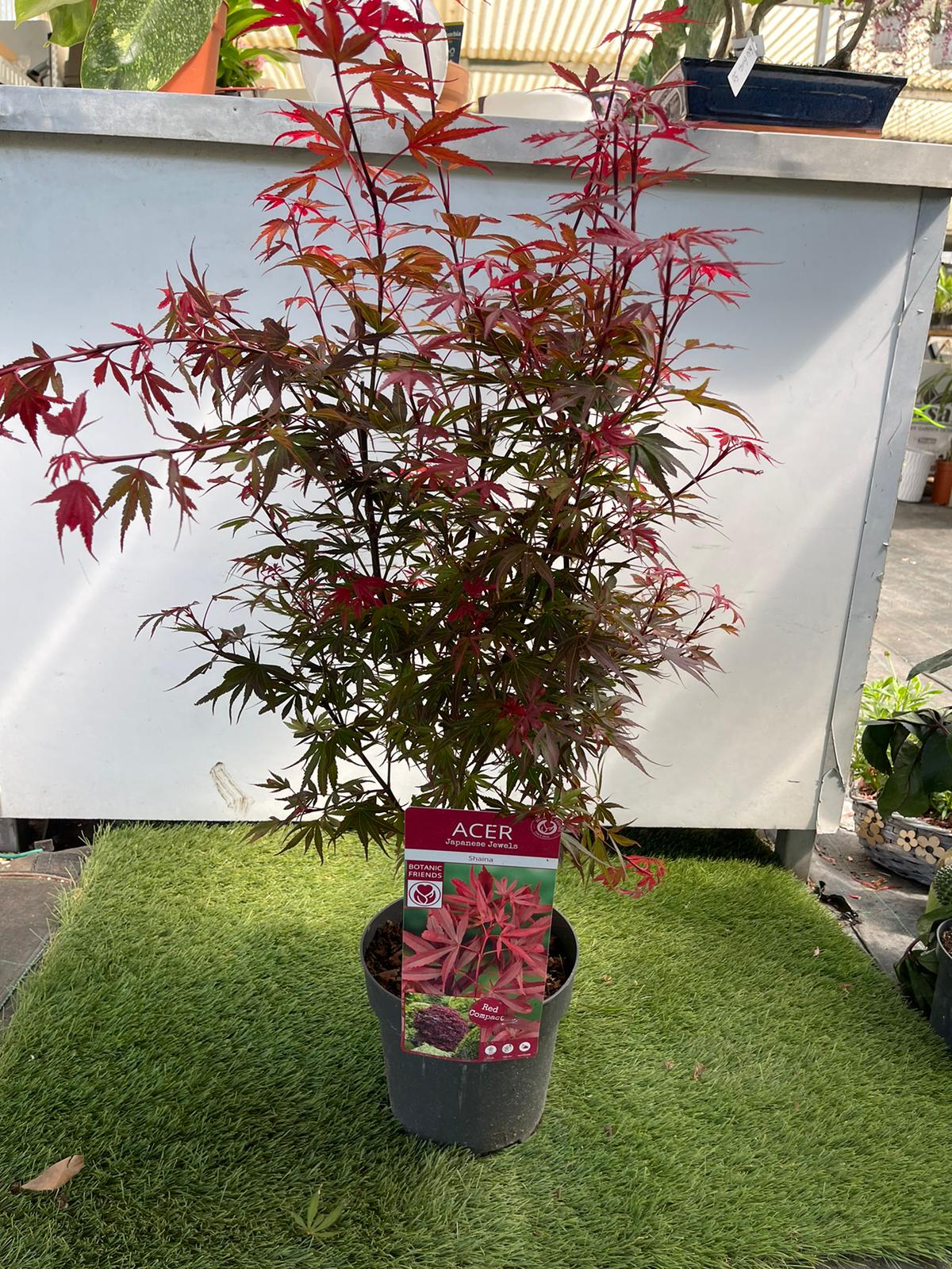 Acero Acer shaina giapponese resistente - Foglie rosse vaso 19 Pianta Foto Reali