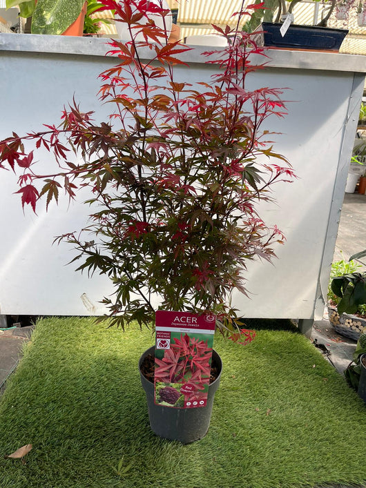 Acero Acer shaina giapponese resistente - Foglie rosse vaso 19 Pianta Foto Reali