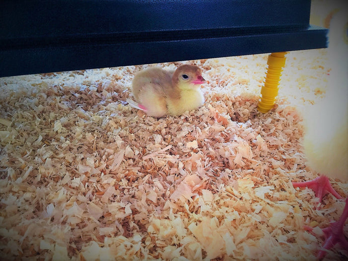 Recinto Svezzamento per 60 Pulcini + Accessori Borotto