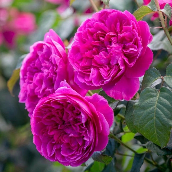 Rosa Barni James Austin cespuglio rifiorente profumato ornamentale