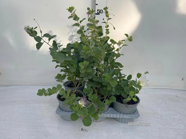 Cappero in Vaso 14 cm – Altezza 20 cm, Pianta Mediterranea