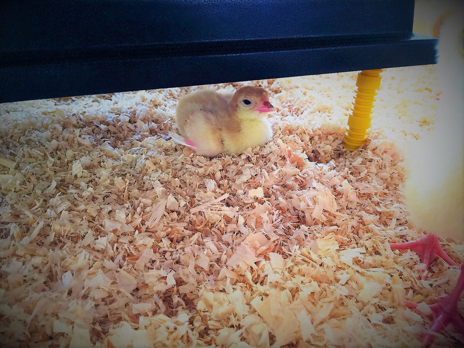 Recinto Svezzamento per 40 Pulcini + Accessori Borotto