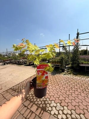 ACER SHIRASAWANUM VASO 19 Acero Giapponese Ornamentale