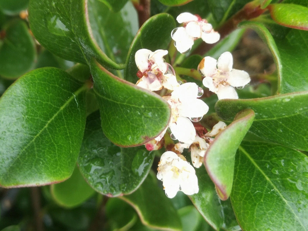 Rhaphiolepis umbellata alb.27 1/4 fusto arbusto sempreverde compatto