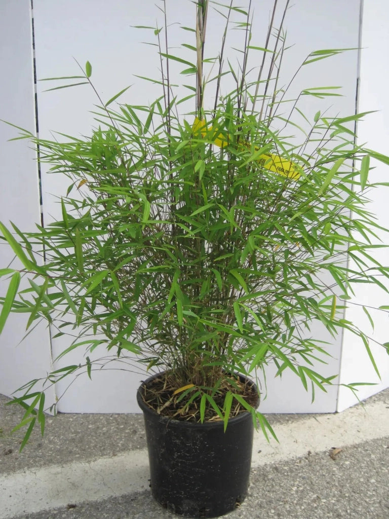 Gardenaria Fargesia - Fargesia angustissima - Bambù ornamentale da esterno Altezza: 125/175 cm (vaso24)