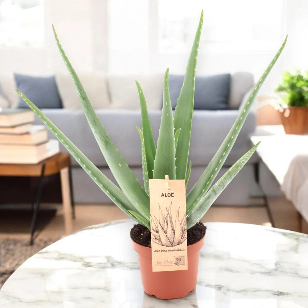 Gardenaria Aloe vera - Pianta da interno ornamentale Altezza: 40 cm (vaso 12)