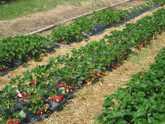 telo pacciamatura fragole distanza sulla fila cm40 distanza fra le fila cod:ferx.vit36984