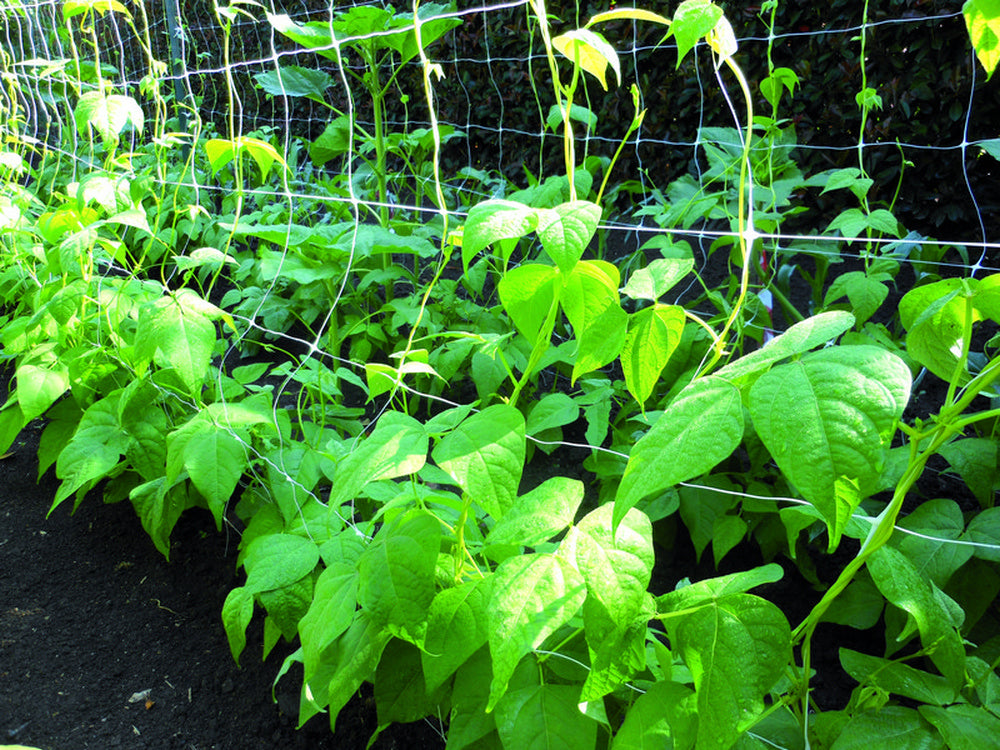 rete per ortaggi bianca  mt. 2x10 cod:ferx.vit40533