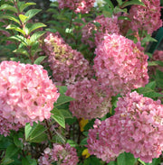 Gardenaria Ortensia - Hidrangea Paniculata 'Pink Lady' - Pianta acidofila ornamentale da esterno Altezza: 60/80 cm (vaso19)