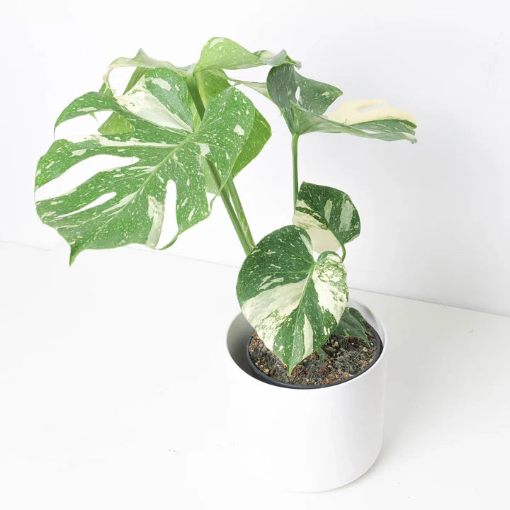 Monstera Deliciosa “Thai Constellation” vaso 12cm