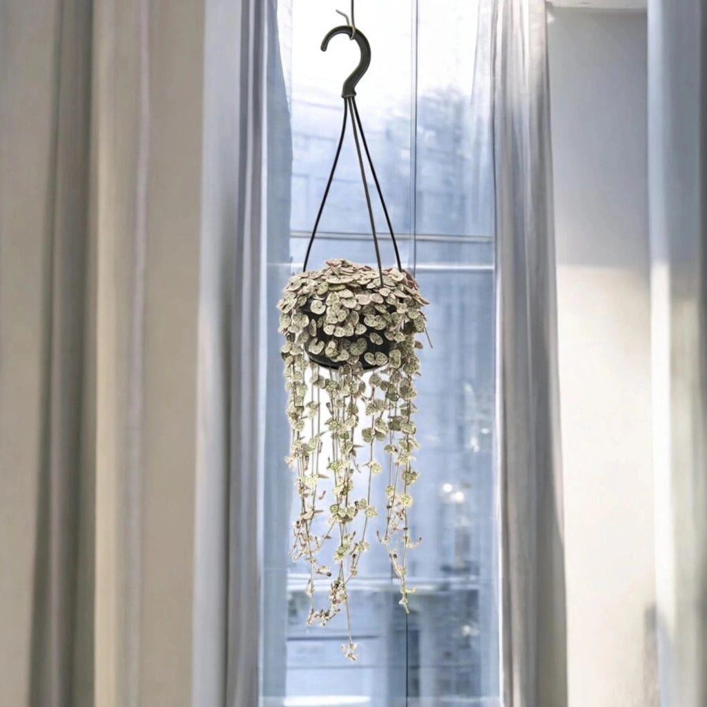 Gardenaria Ceropegia woodii variegata - Pianta da interno ornamentale Altezza: 20 cm (vaso 8)