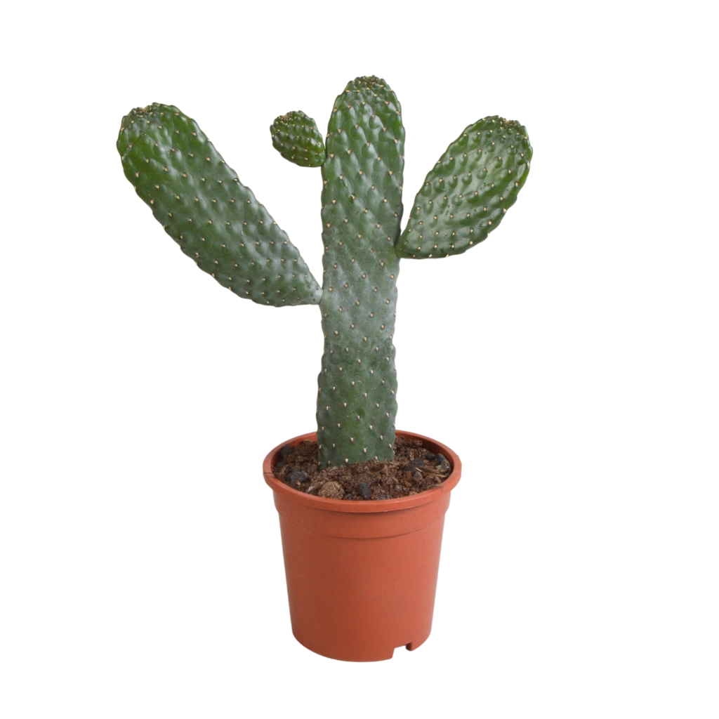 Opuntia Consulea - pianta da interno Sud America Cactacee Cactus Foto Reali